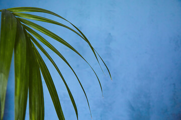 A palm branch is bright green against a blue wall, a concept of decor and background. Minimalism in the beauty of nature.