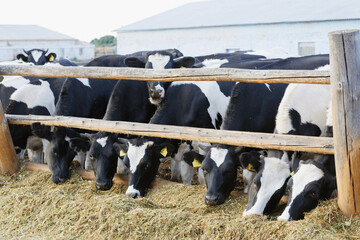 cows black and white in the pen eats silage