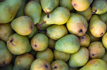 Lots of green yellow ripe pears close up focus from above