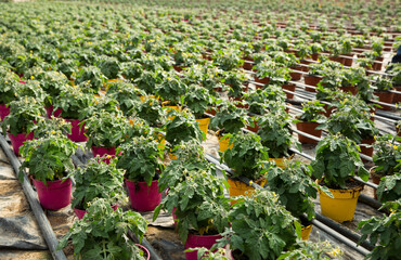 Flowering tomato seedlings planted in pots in glasshouse..