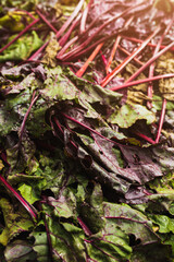Sluggish beet leaves - vegetable tops after harvest
