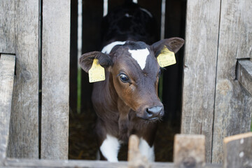 small calves of cows in a manger in separate houses © makam1969