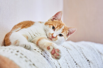 Fototapeta na wymiar Lovely cute red cat is resting on a knitted white blanket on the sofa in the room. Pet, a young cat in the winter in the house.