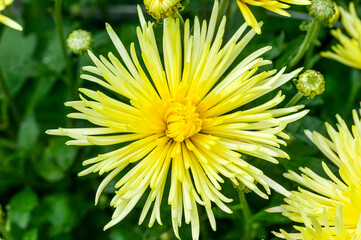 Chrysanthemum 'Sea Urchin' a yellow summer autumn flower plant commonly known as mums or chrysanths, stock photo image