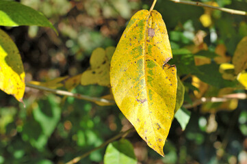 Obraz premium 黄色に色づく