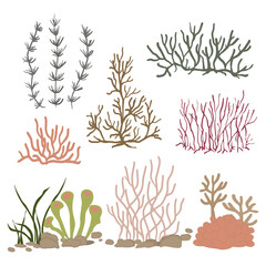 Reef corals, seaweeds, underwater wildlife plants vector set
