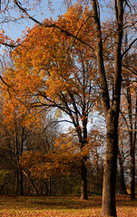Fototapeta premium Autumn landscape. A corner of the park with huge trees in yellow-brown leaves against a bright autumn sky.