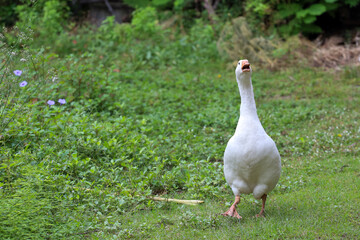 White female goose is stay in nature farm garden at thailand