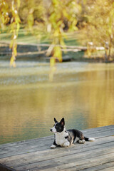 Cardigan welsh corgi is lying at the autumn nature view. Happy breed dog outdoors. Little black and white shepherd dog.