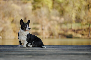 Cardigan welsh corgi is sitting at the autumn nature view. Happy breed dog outdoors. Little black and white shepherd dog.