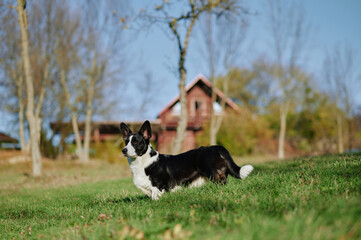 Naklejka na ściany i meble Cardigan welsh corgi is standing in the countryside meadow beside the house. Happy breed dog outdoors. Little black and white shepherd dog.