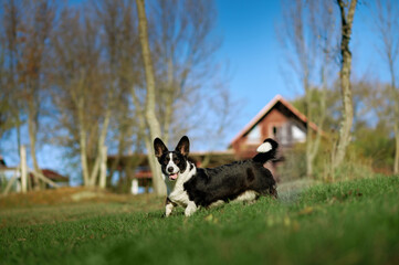 Cardigan welsh corgi is running in the countryside meadow beside the house. Happy breed dog outdoors. Little black and white shepherd dog.