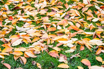 autumn, grass, yellow leaves on the grass.