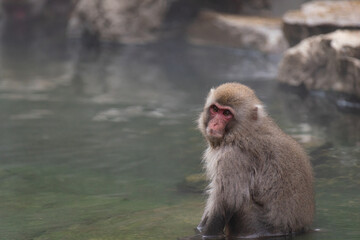 Fototapeta premium 温泉に入るニホンザル