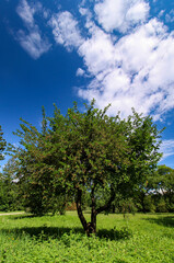 Fototapeta na wymiar Baum in einem Park in Österreich. Er befindet sich in einem Wasserschutzgebiet.