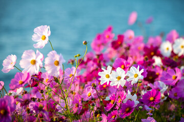 Obraz na płótnie Canvas 遠賀川河川敷に美しく咲く秋桜(福岡県）