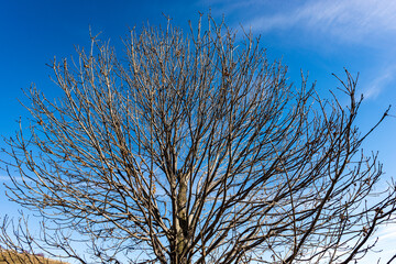 Fototapeta na wymiar Closeup of a bare tree on blue sky with clouds in winter, Lessinia Plateau, Veneto, Italy, Europe.