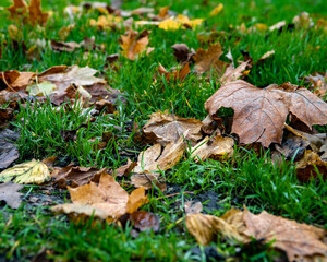 Leaf in grass