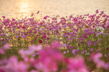Obraz premium 夕焼け映える綺麗な秋桜