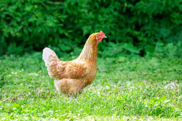 healthy chicken in the garden.