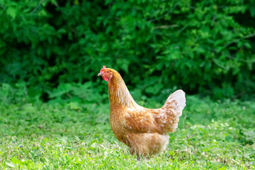 healthy chicken in the garden..