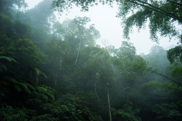 morning in the forest