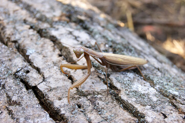 Locusts perched on the bark of an old tree.