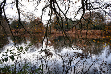 tree hanging over water