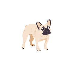 Pug, french bulldog isolated on white  vector illustration. Dog breed design element. Domestic animal in cartoon style.