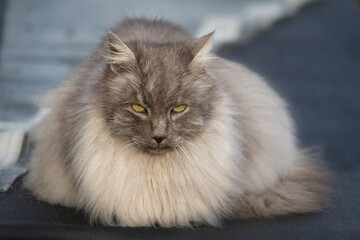 Spike die Türkische Angora Katze mit grauem, silbernen Fell und grünen Augen im Garten