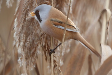 Bearded Reedling or Bearded Tit (Panurus biarmicus) Baden-Wuerttemberg, Germany © Frank Fichtmüller