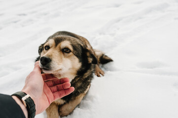 Winter walk with dog. Dog on snow and hands owner on ice pond. Winter fishing on the frozen lake.