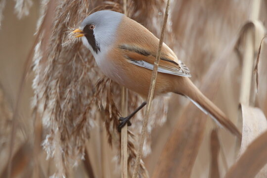 Bearded Reedling or Bearded Tit (Panurus biarmicus) Baden-Wuerttemberg, Germany