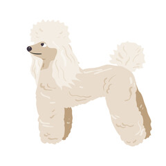 Poodle isolated on white  vector illustration. Dog breed design element. Domestic animal in cartoon style.