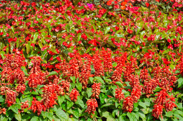 Colorful and beautiful flower background images.