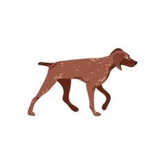 German pointer isolated on white vector illustration. Dog hunting breed design element. Domestic animal in cartoon style.