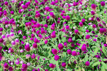 Naklejka premium Colorful and beautiful flower background images.