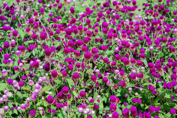 Colorful and beautiful flower background images.