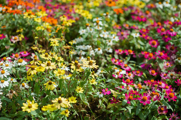 Colorful and beautiful flower background images.