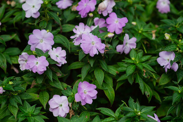 Obraz premium Colorful and beautiful flower background images.