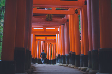 Fototapeta premium 伏見稲荷大社ー鳥居, 京都旅行, 日本伝統