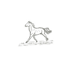 Set of hand drawn horses, vector illustration, sketch