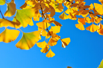 イチョウの紅葉