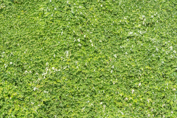 Green plants in the summer city park.