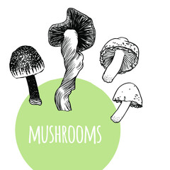 Hand drawn vector illustration. Creative ink art work. Isolated set of Mushrooms on white background