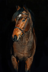 Thoroughbred stallion portrait - 394972934