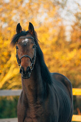 Beautiful thoroughbred stallion  - 394973340
