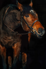 Beautiful thoroughbred stallion - 394973578