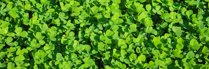 Obraz premium Beautiful background with green clover leaves for Saint Patrick's day. Banner. Copy space.