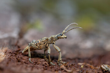 Macro Rhagium inquisitor